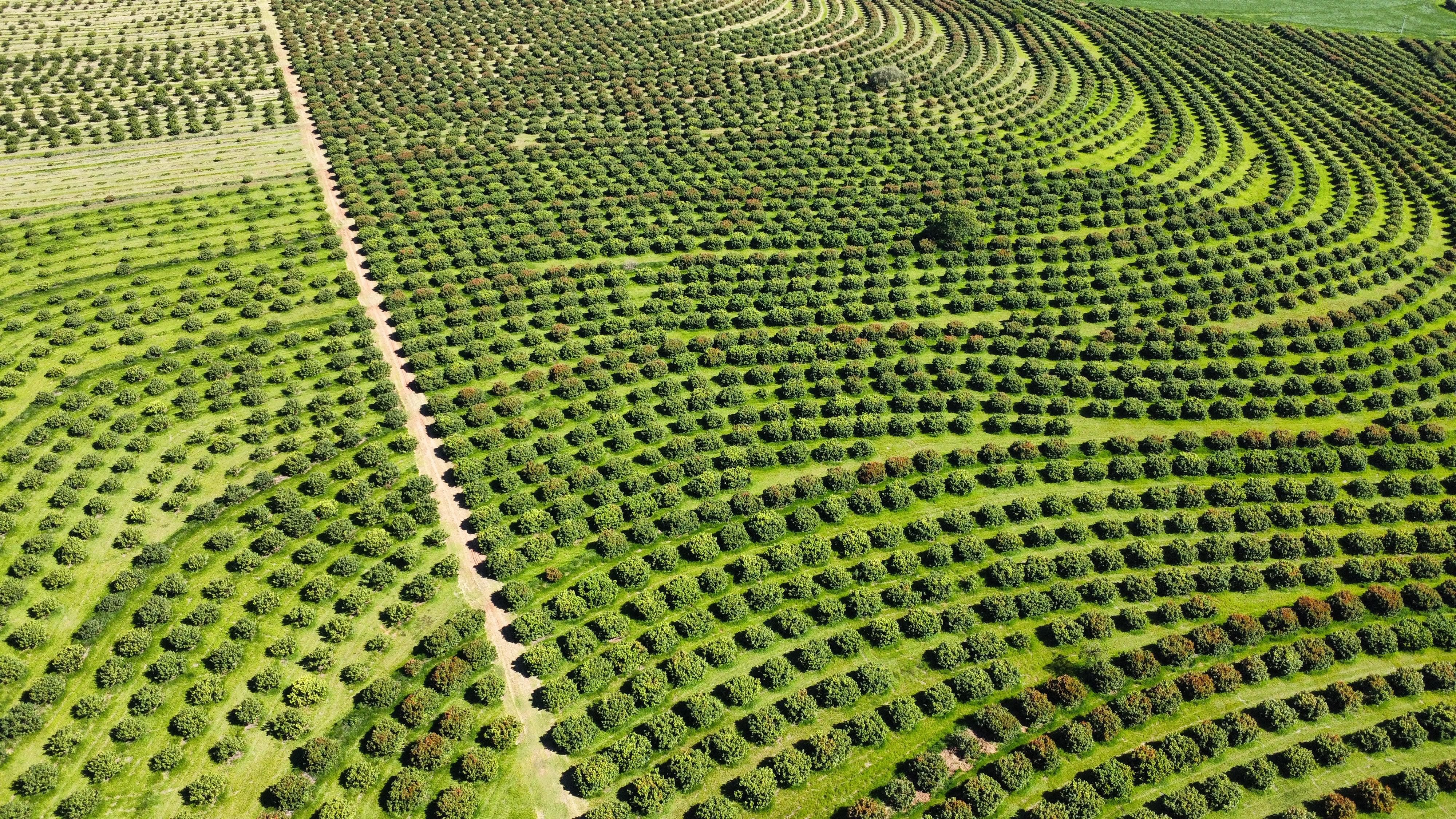 Tradição natalina, lichia fica mais barata e mais doce após as festas de fim de ano
