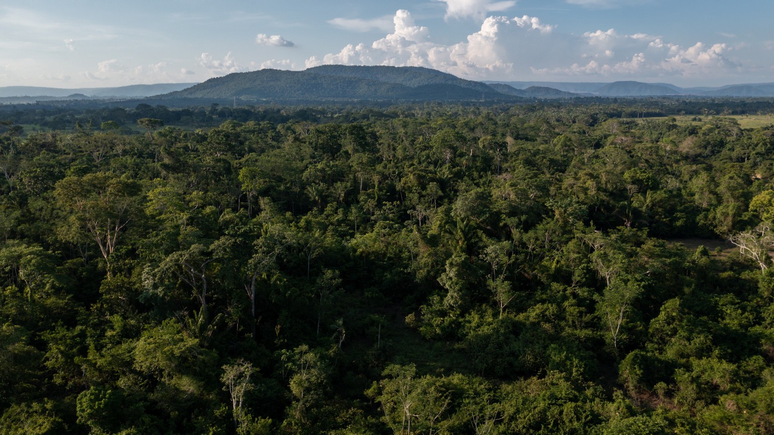 Brasileiros criam método para mensurar biodiversidade do solo