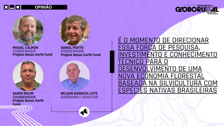 Brasil: uma nova potência florestal em construção