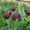 Neste ano, flores da alcachofra estão maiores e com a cor roxa mais acentuada - Sítio Miyazaki/Divulgação