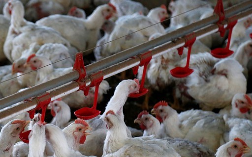Gripe aviária em granja comercial no Brasil marca nova etapa da presença do vírus, diz FAO