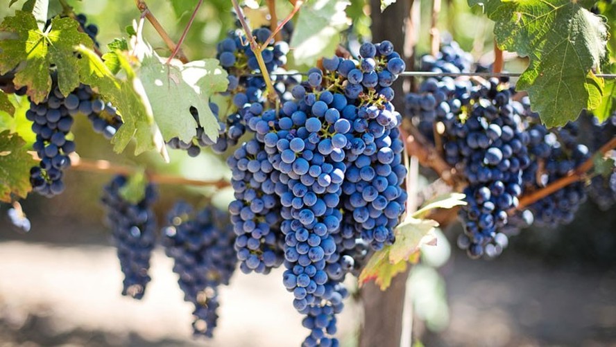 Preço mínimo para uva foi resultado de acordo entre os membros da cadeia produtiva