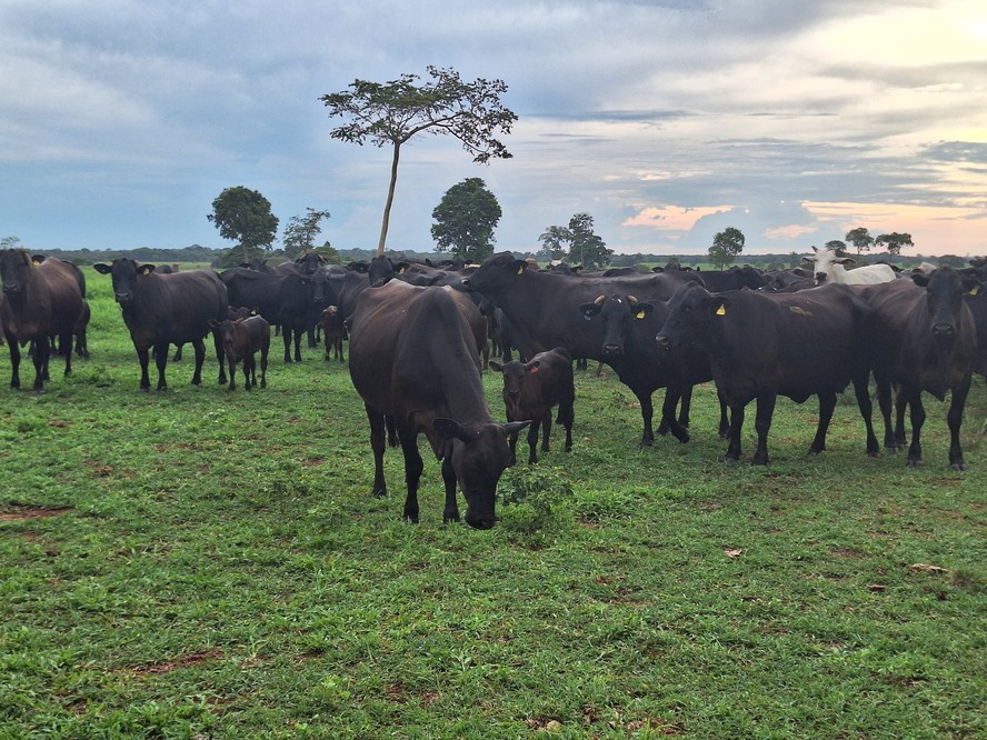 Frigoríficos passam a relatar para um posicionamento mais confortável em suas escalas de abate de animais
