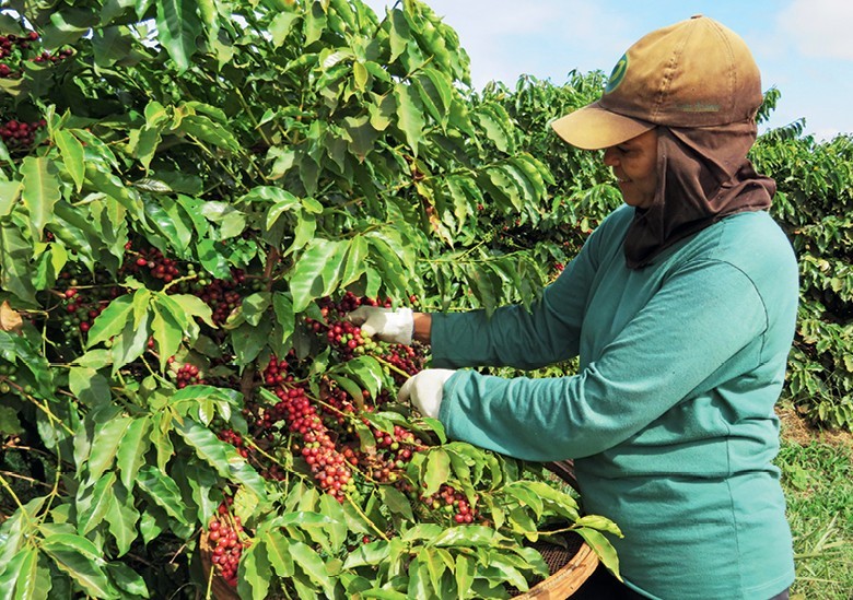 Café cai mais de 3% com realização de lucros e dados da Conab