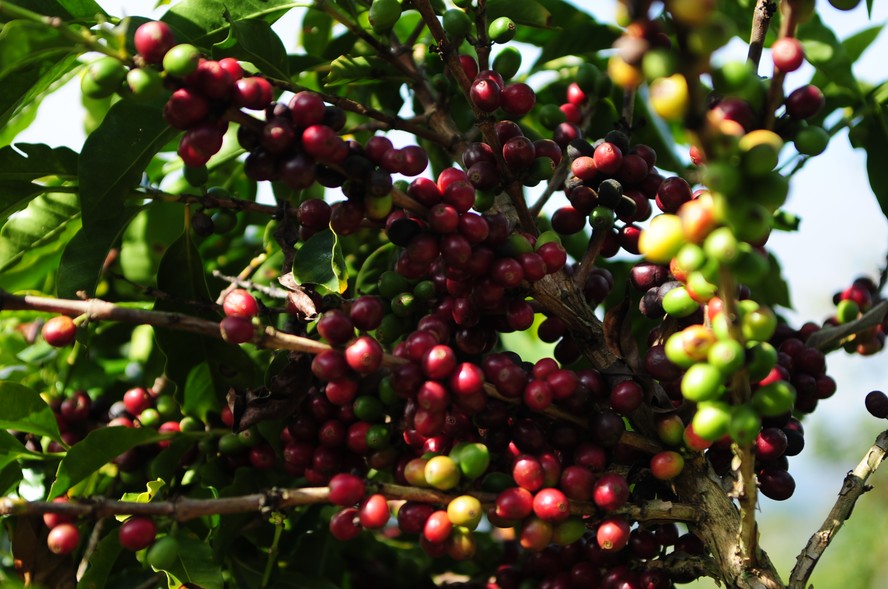 Preços do café ganharam impulso também com indicações de demanda aquecida