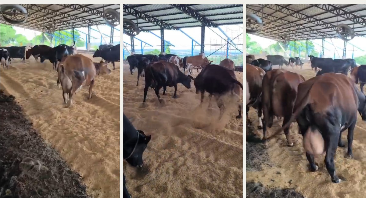 Vacas 'pulam de alegria' com troca da cama no estábulo