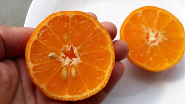 Quais tipos de limão existem? Conheça as principais variedades