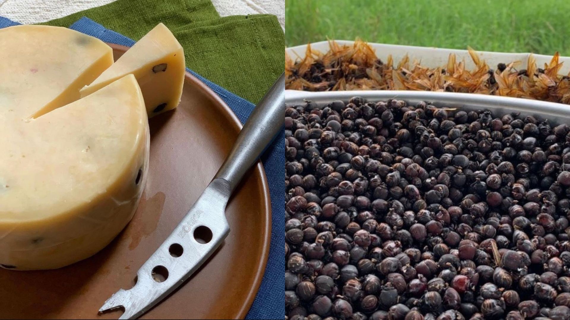 Queijo com formiga: conheça a iguaria brasileira que custa mais de R$ 200 o quilo