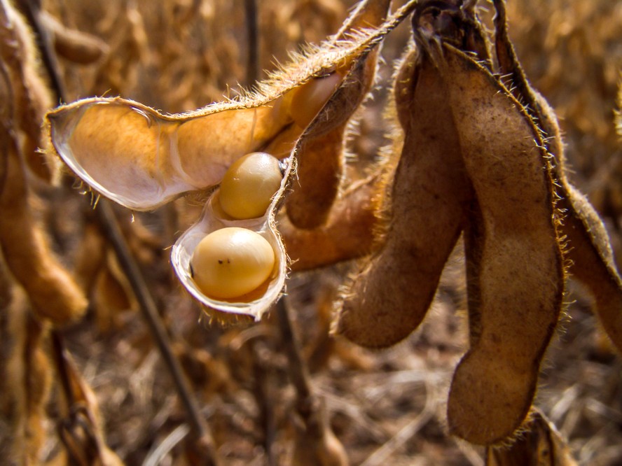 Preços da soja subiram na maioria das praças brasileiras monitoradas pela AgRural