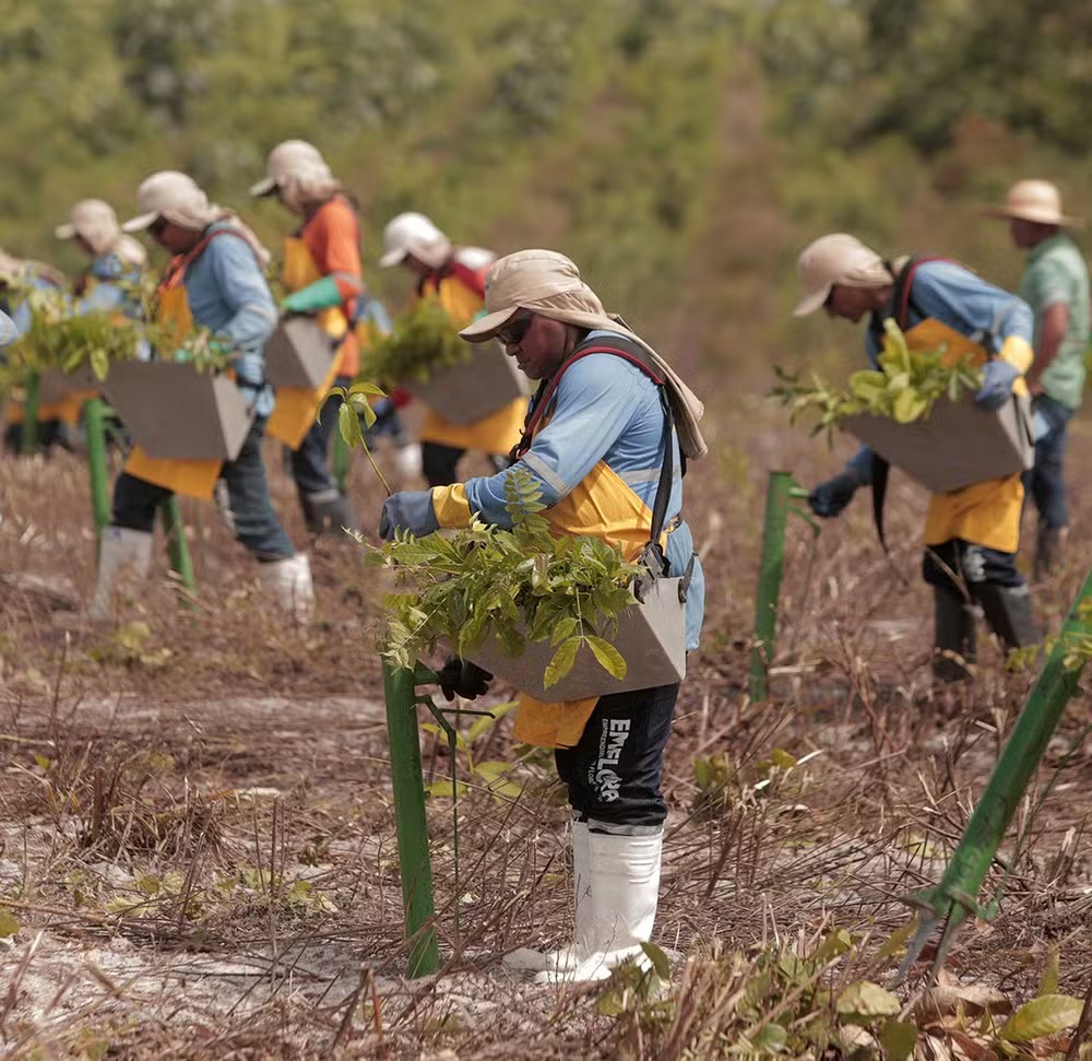 Produtor troca venda de motosserra por lucro com créditos de carbono