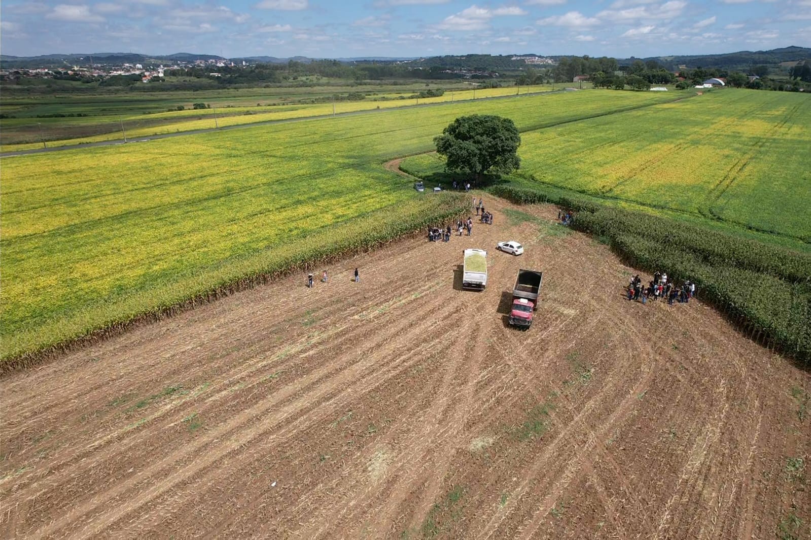 Plantio de milho após colheita de soja eleva produtividade  da oleaginosa, mostra estudo - QTU Questões do Universo