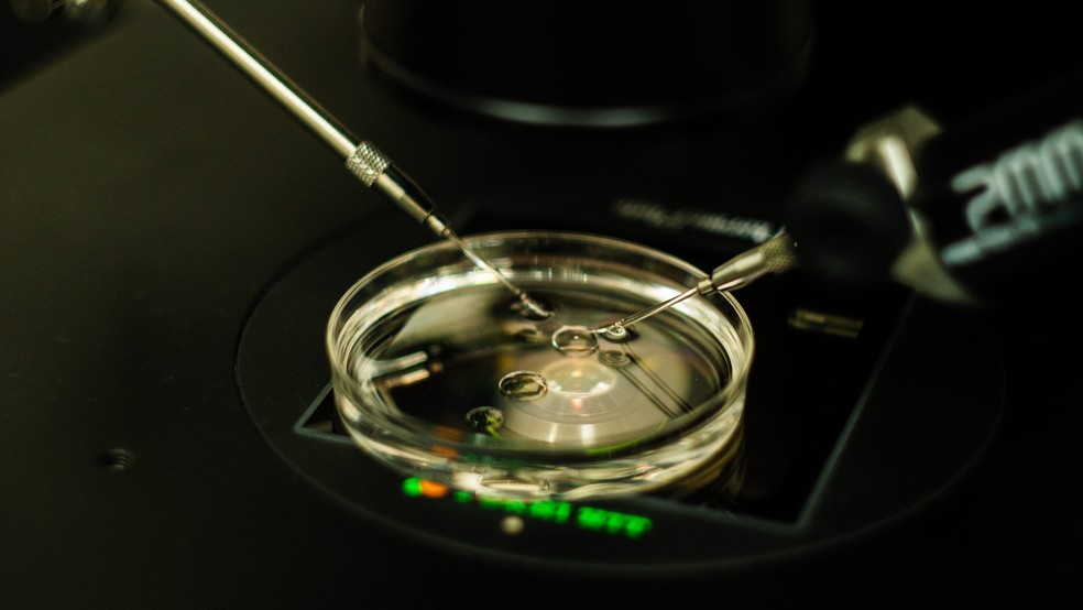 Controle genético possibilita que uma biopsia no embrião revele a presença de doenças — Foto: Divulgação