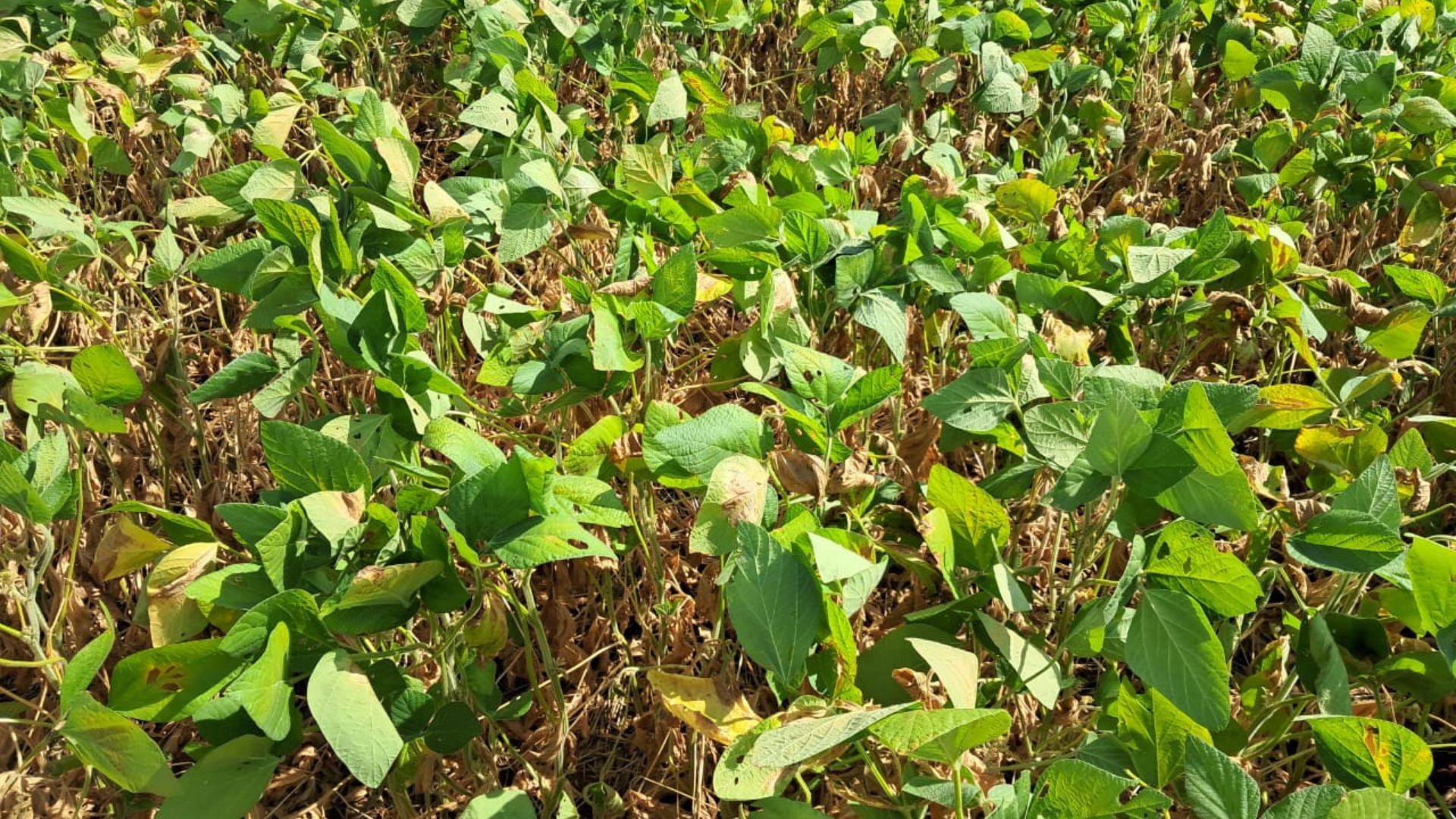 Preço da soja cai no Rio Grande do Sul, apesar da estiagem no Estado