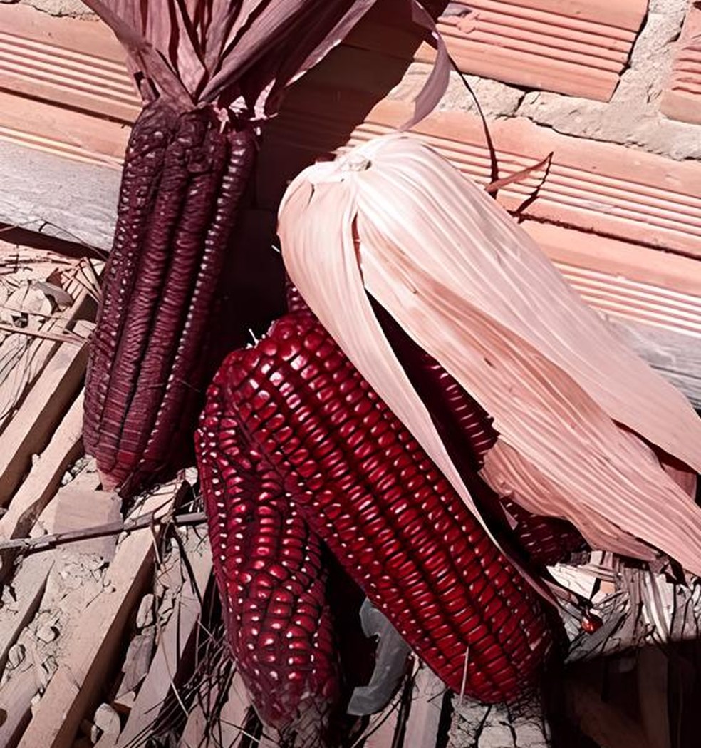 Milho Roxo não pode ser resultado de enxerto — Foto: Maria de Fátima Maçaneiro