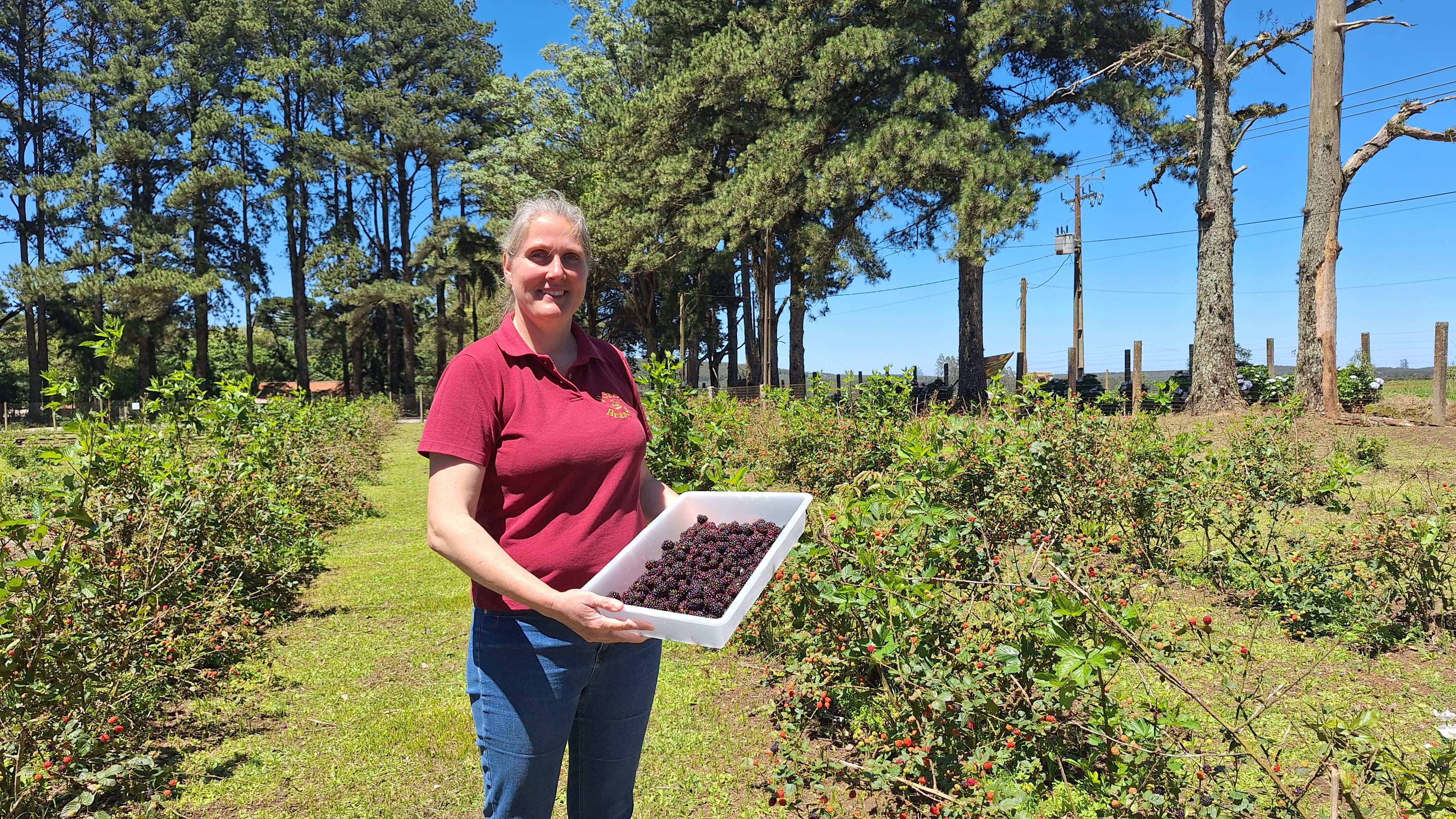 Amora-preta cultivada por família que veio da Bélgica vira cerveja, vinho e cachaça no Paraná