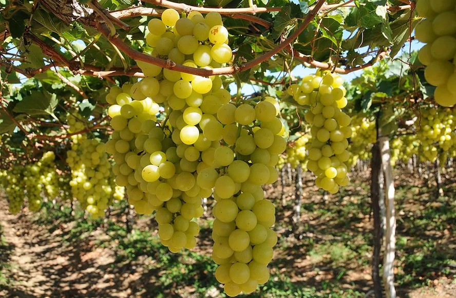 Lista de prioridades do Brasil inclui a abertura de mercado para venda de uva, maçã e citrus