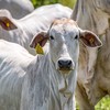 Frigoríficos aumentaram os preços pagos pelas boiadas em importantes regiões pecuárias - Marcus Mesquita/Divulgação