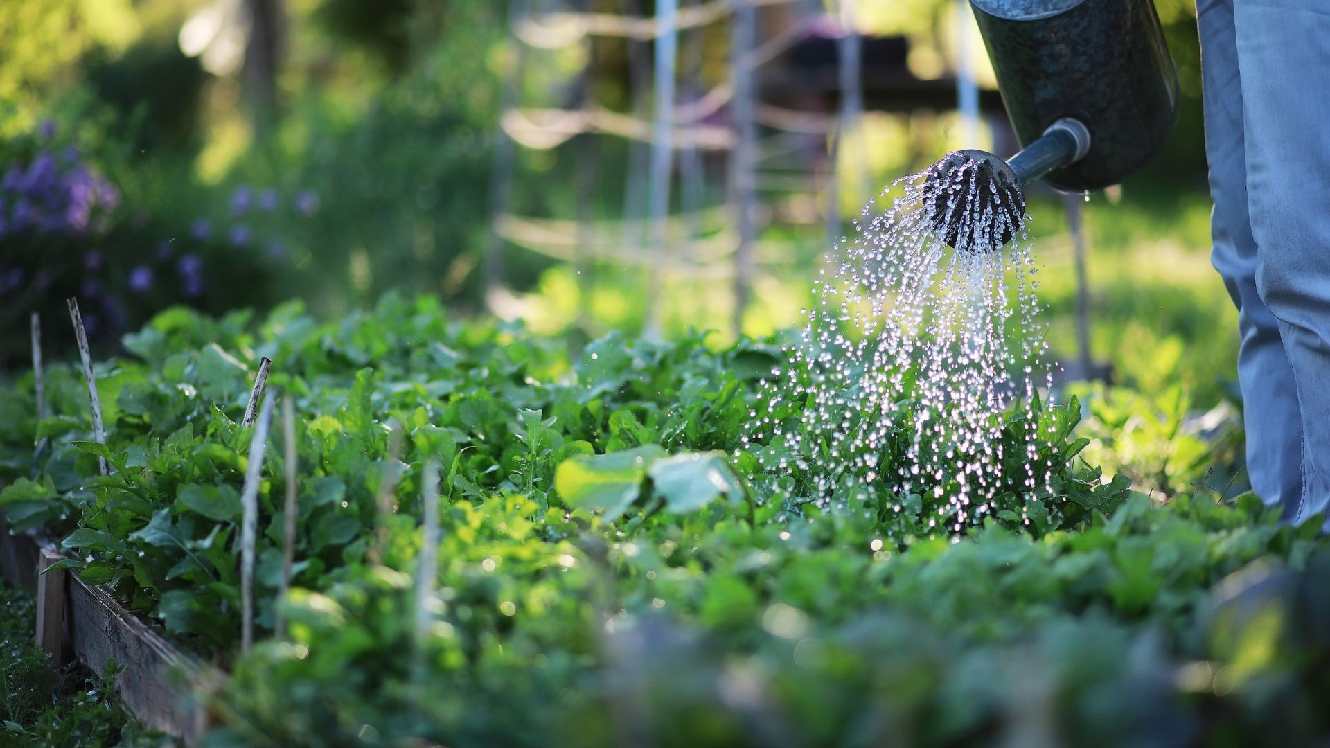 Como fazer uma horta orgânica?