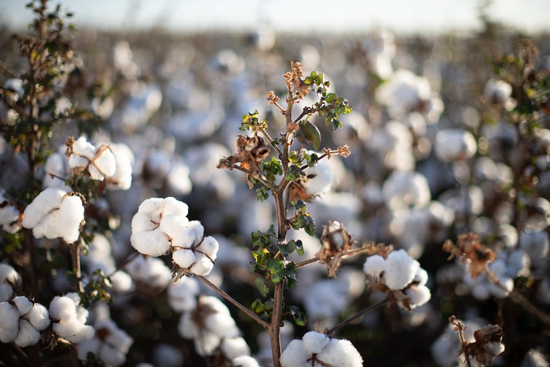 Lucro líquido da SLC Agrícola recuou 7,8% no 2º trimestre