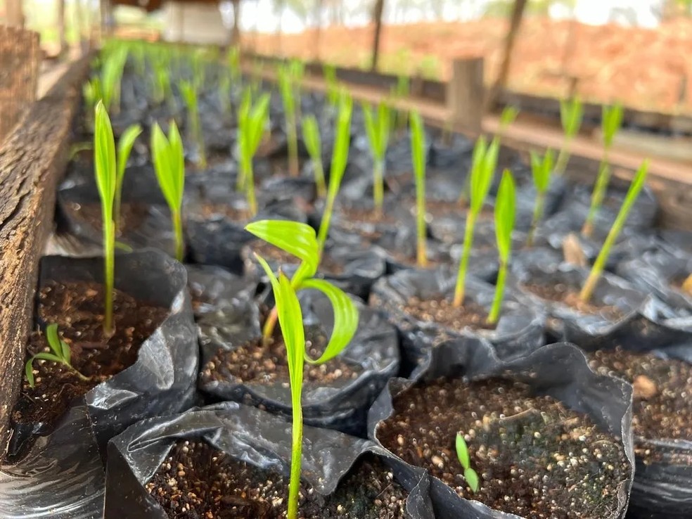 Mudas de açaí da Agrovalores; pomar será implantado no município de Valetim Gentil — Foto: Divulgação