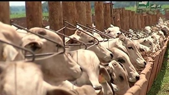 JBS defende rastreamento de gado para combater desmatamento