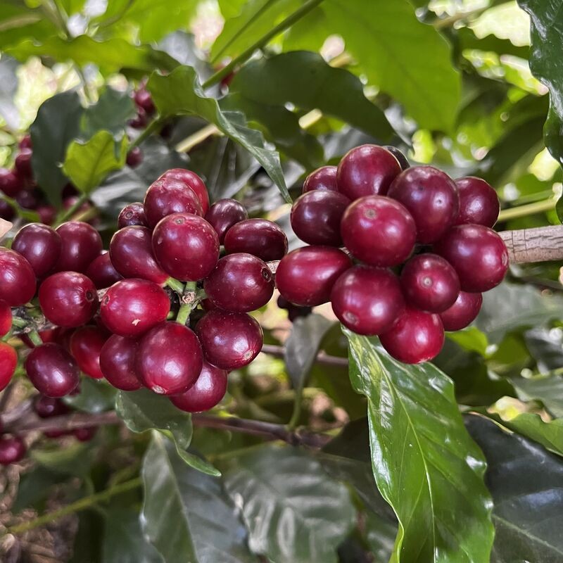 Café e cacau seguem em trajetória de alta na bolsa de Nova York