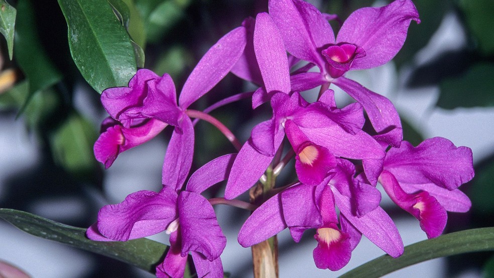 Orquídea  — Foto: Canva/Creative Commons