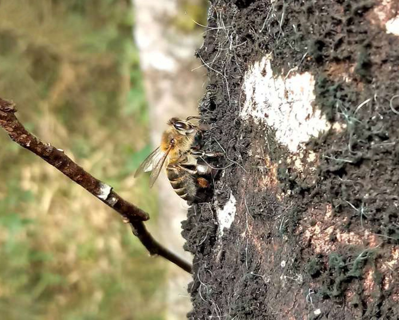 Mel que não vem das flores: entenda como é produzido