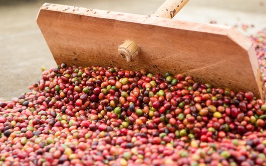 Após o registro de geadas em áreas produtoras de café do Brasil, os investidores devem seguir monitorando as condições de clima no país