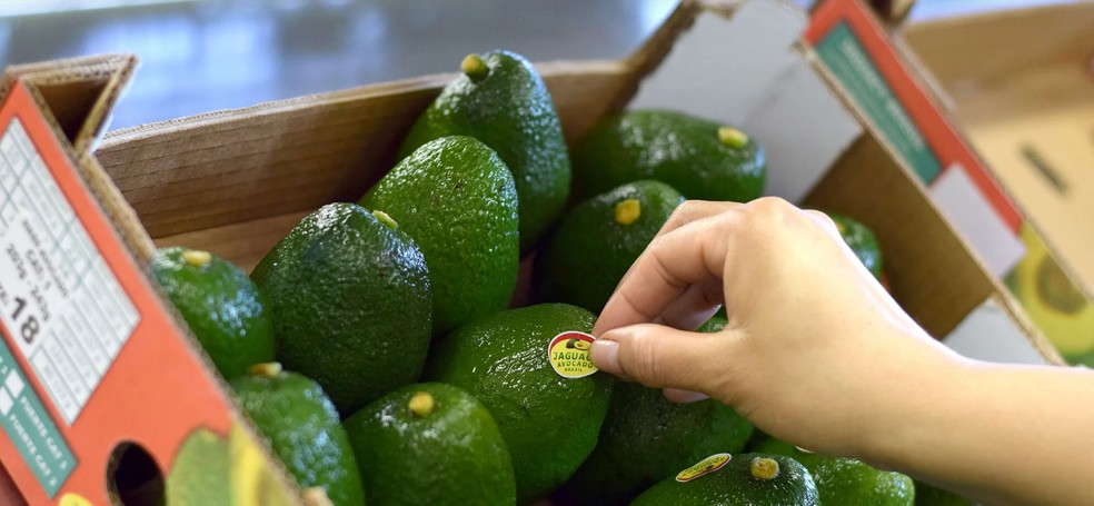 A marca Jaguacy é líder nacional no cultivo e vendas de avocado Hass — Foto: Divulgação