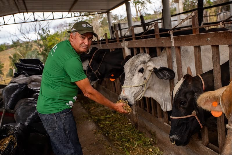 Manejo forrageiro aumenta em seis vezes produção leiteira no Semiárido baiano