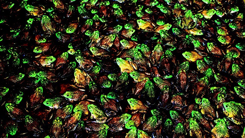 Criação de rãs: saiba como reduzir os custos de produção