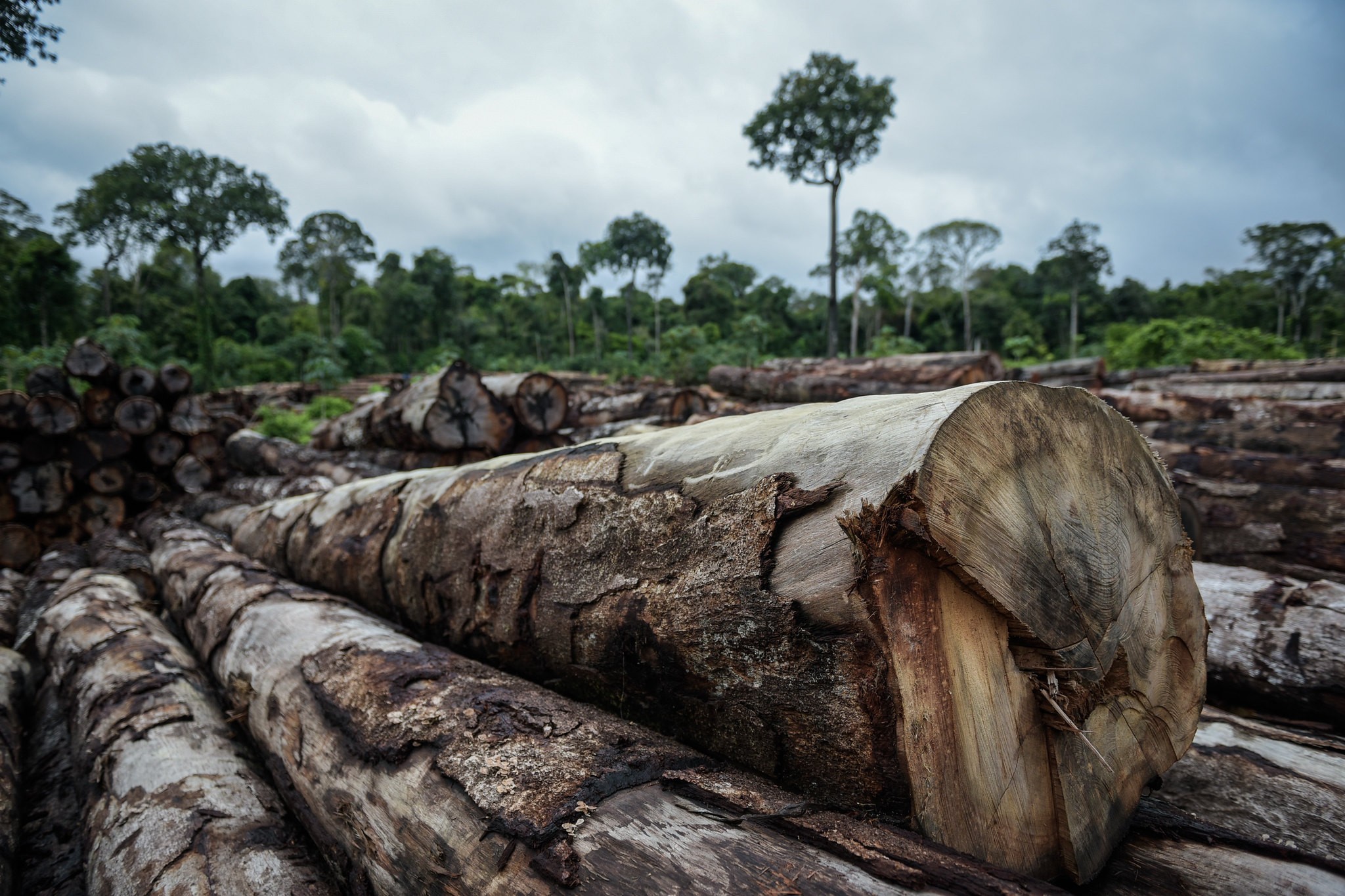 Área da Amazônia com exploração ilegal de madeira cresceu 19% um ano