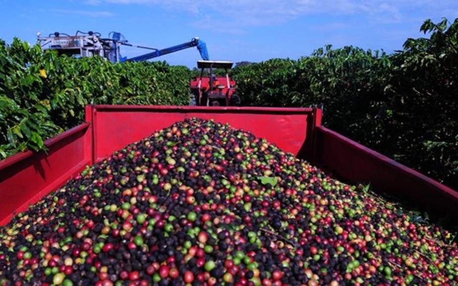 Café: Com foco nas chuvas do Brasil, arábica e conilon sobem nesta 2ª feira  - Amvac do Brasil