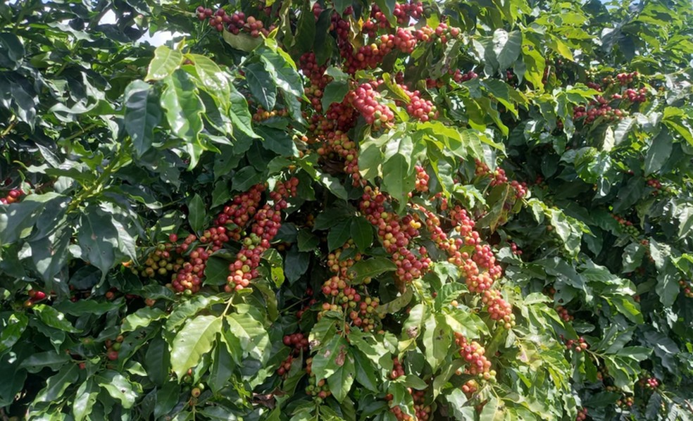 Café de Nova Alta Paulista, que recebeu selo de indicação geográfica — Foto: Santo Altrão/Ministério da Agricultura