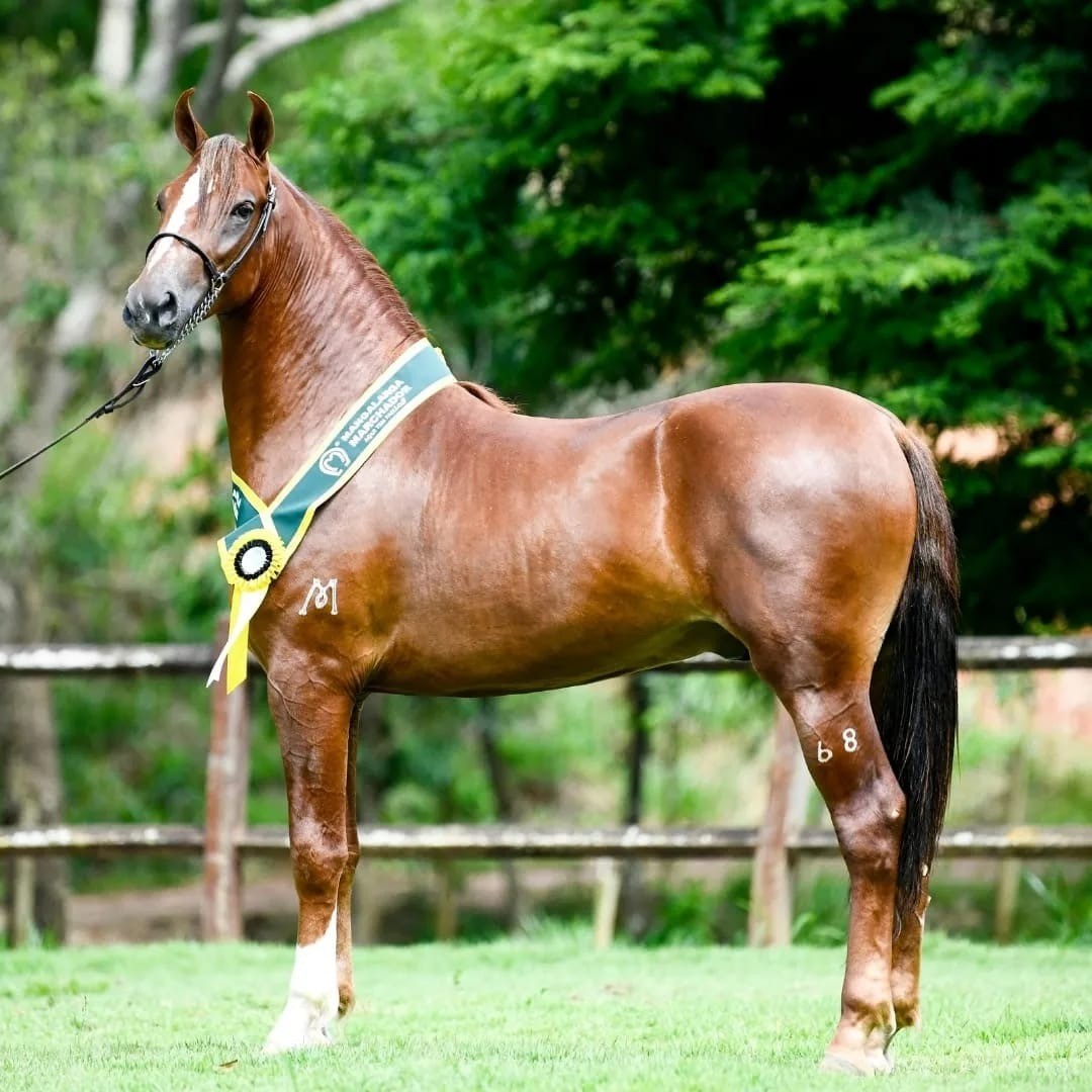 Criadores realizam leilão beneficente para tratamento de criança com doença rara