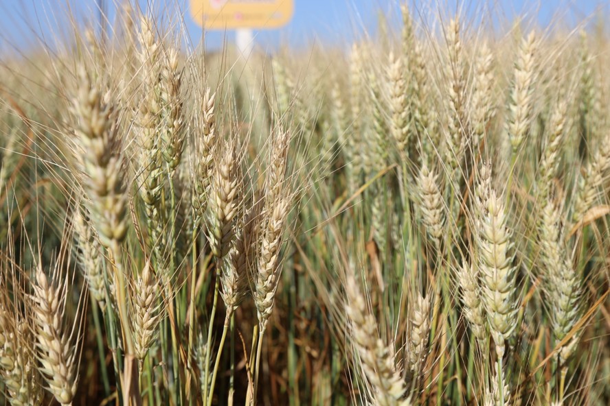 O estado já teve 400 mil hectares com plantações de trigo