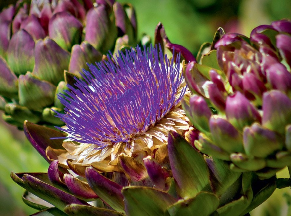  Alcachofra — Foto: Thinkstock