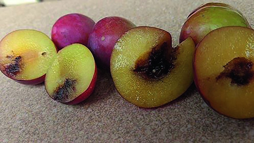 Em ameixeiras, a postura (de ovos de moscas, na camada abaixo da casca da fruta) inicia quando as ameixas começam a amadurecer ou o caroço a endurecer
