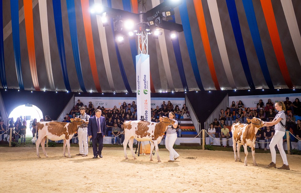 Feira contará com exposição e julgamento oficial das raças leiteiras  — Foto: Castrolanda/Divulgação
