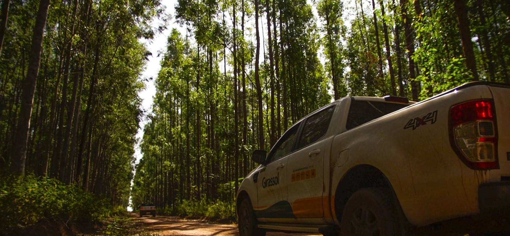 Girassol Agrícola, de grãos, amplia aposta em eucalipto