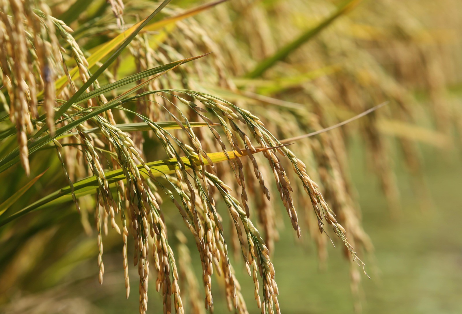 Governo eleva preços mínimos do arroz para estimular produção