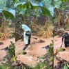 Chuvas intensas formaram uma cachoeira no bananal - Arquivo pessoal