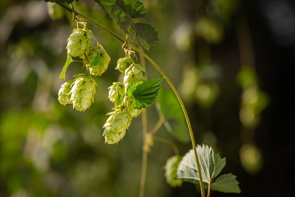 Crescimento do mercado brasileiro de cerveja estimula a produção de ingredientes como o lúpulo — Foto: Wenderson Araujo/CNA