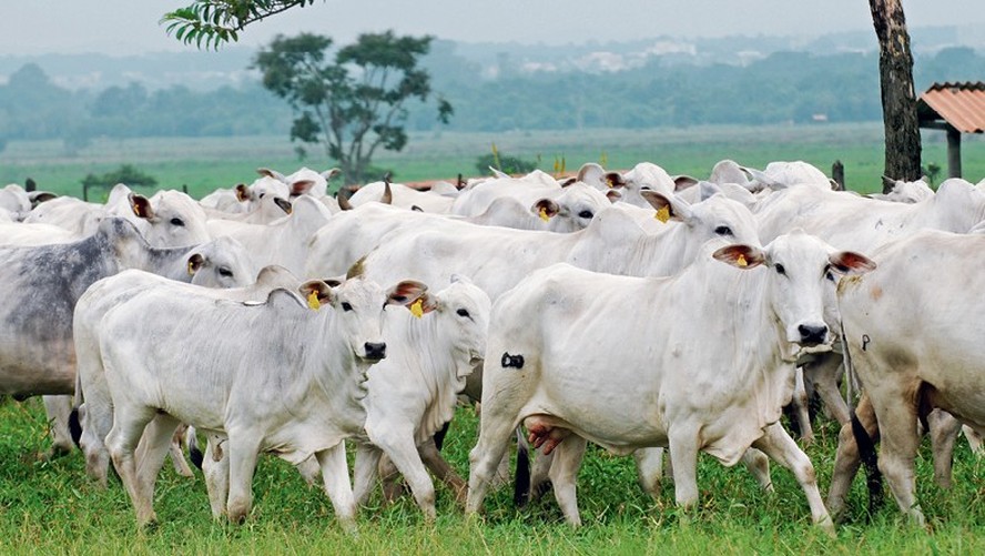 Faturamento com as vendas de carne bovina chegou a US$ 1,043 bilhão, com crescimento de 69% na comparação anual