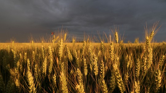 IGC mantém estimativa de produção de grãos e cereais em 2,294 bilhões de toneladas