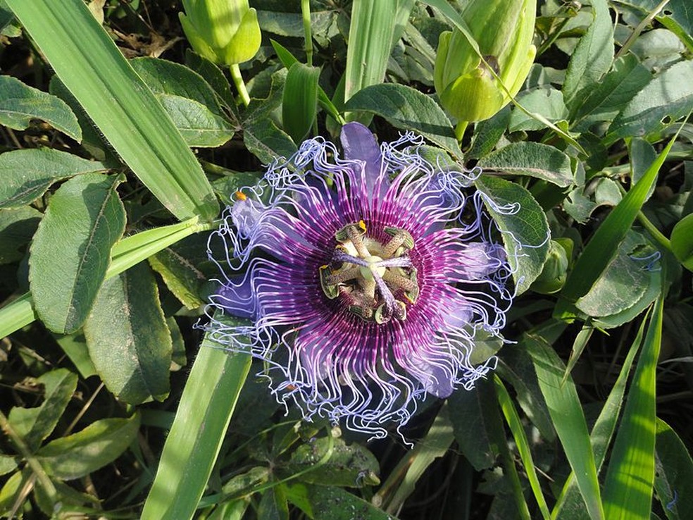 O flor do maracujá recebeu o apelido de "flor da paixão" por causa de um historiador — Foto: Wikimedia commons