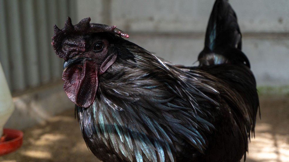 Galinha Ayam Cemane — Foto: Canva/Creative Commons
