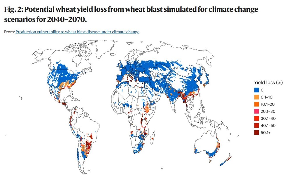Mapa mostra incidênia de brusone de acordo com modelos matemáticos para 2040 a 2070 — Foto: Embrapa trigo