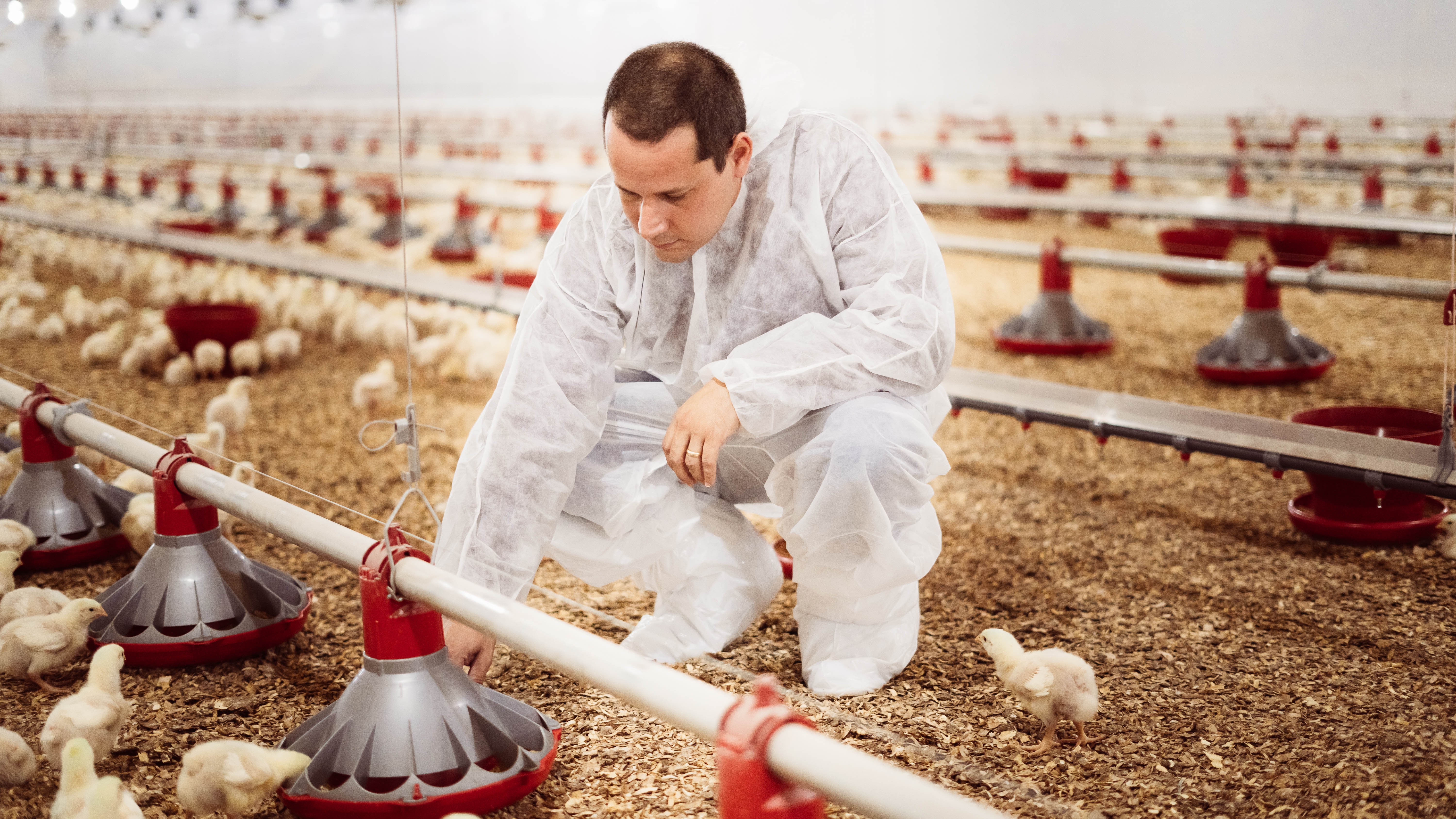 CNA reforça confiança no sistema sanitário e orienta setor após foco de gripe aviária